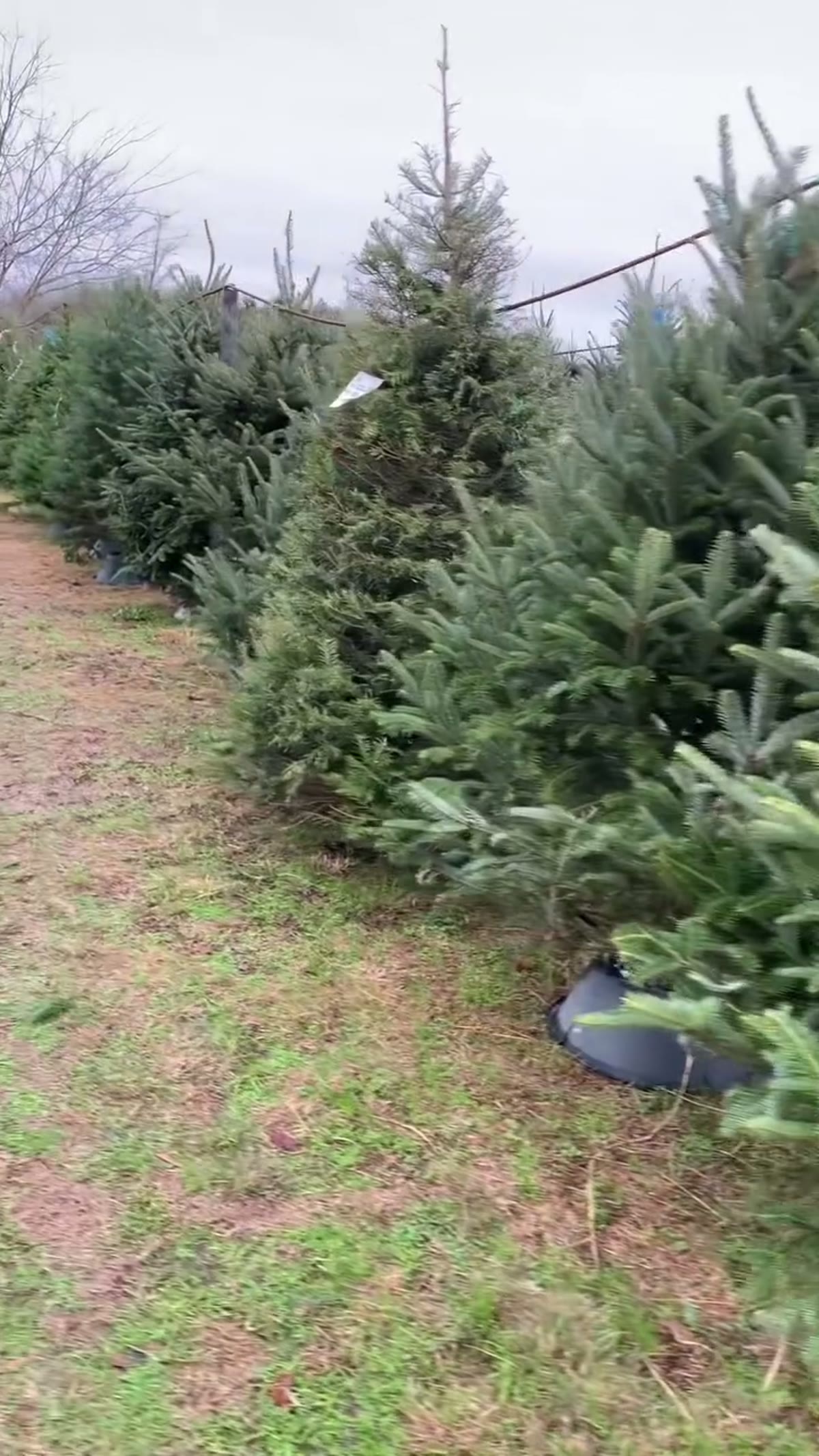 Christmas in DFW with Kids: Trains, Lights, Free Santa, and ICE!