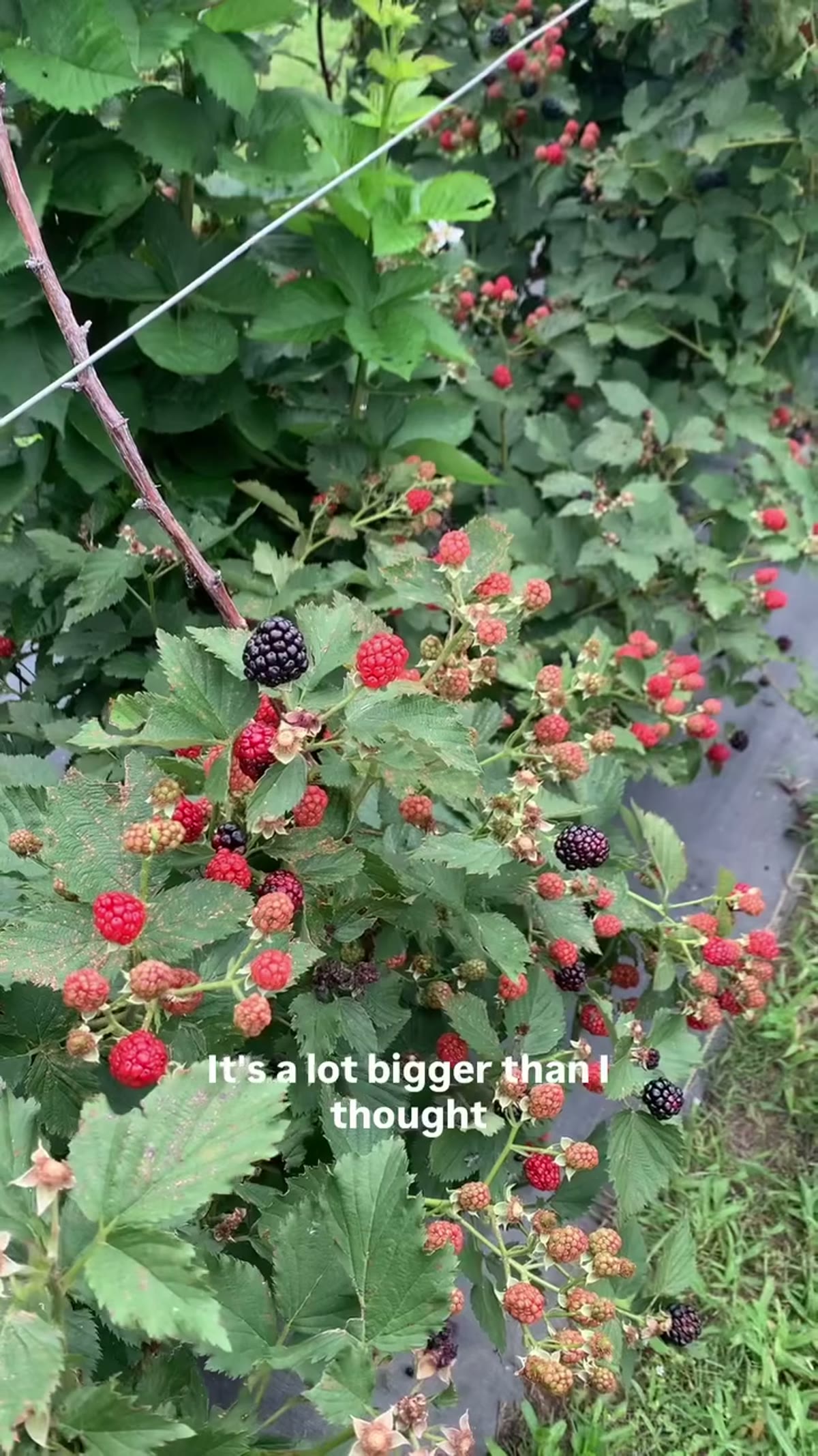 Oneal Berry Farm